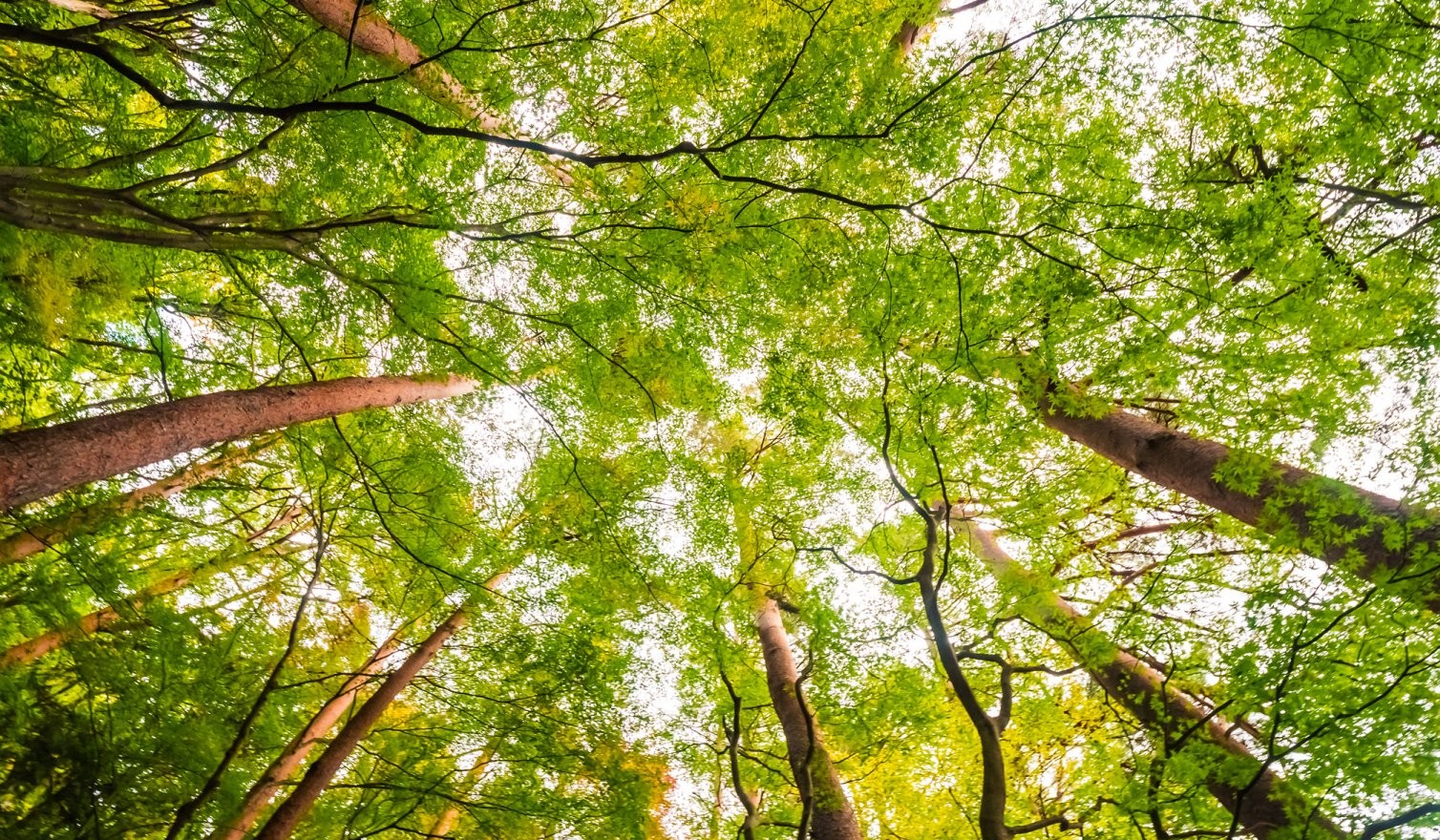 arborizacao-e-revege-kjm7o